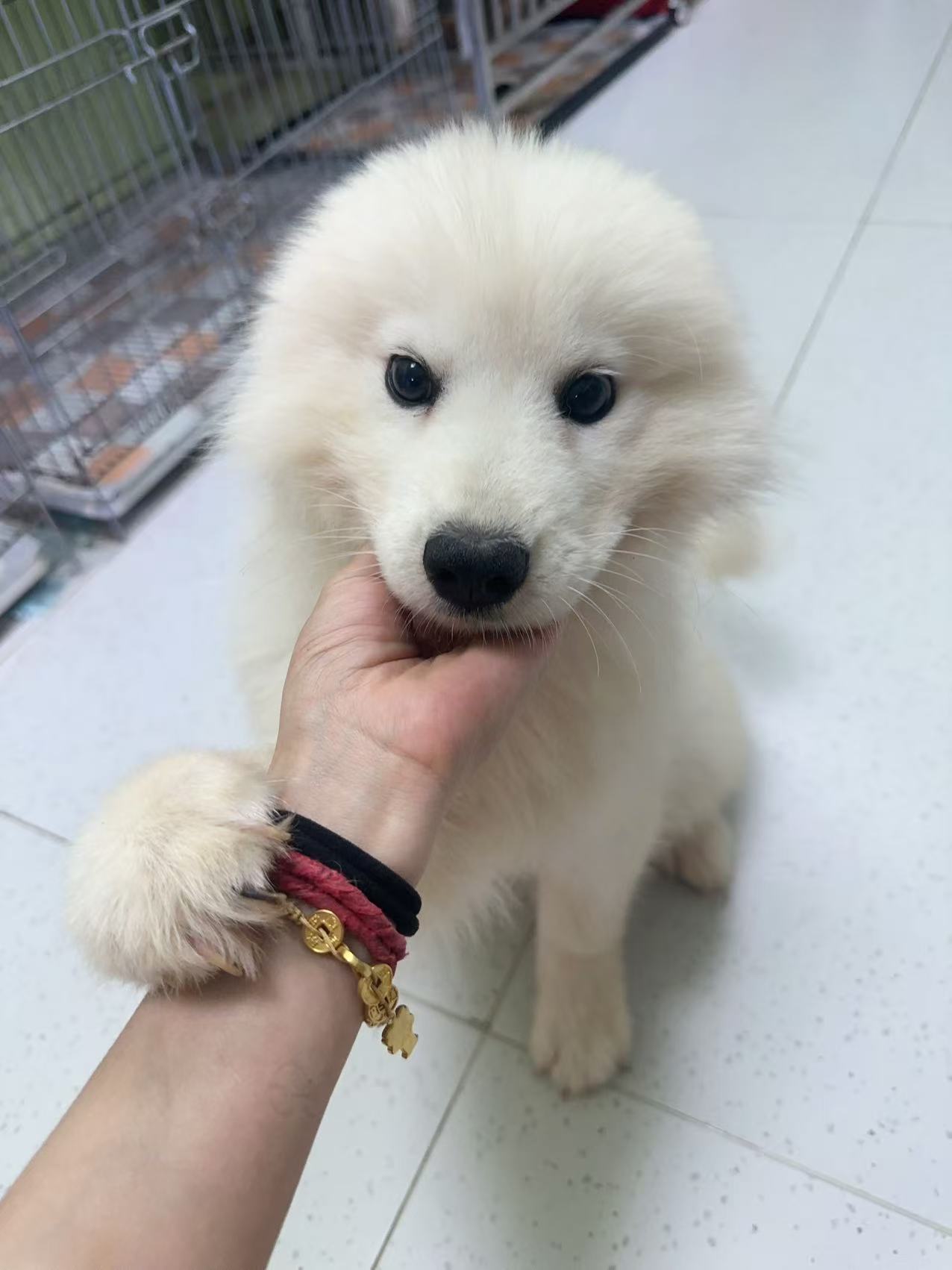 布偶750萨摩耶1250金渐层700银渐层600马犬1380比熊120